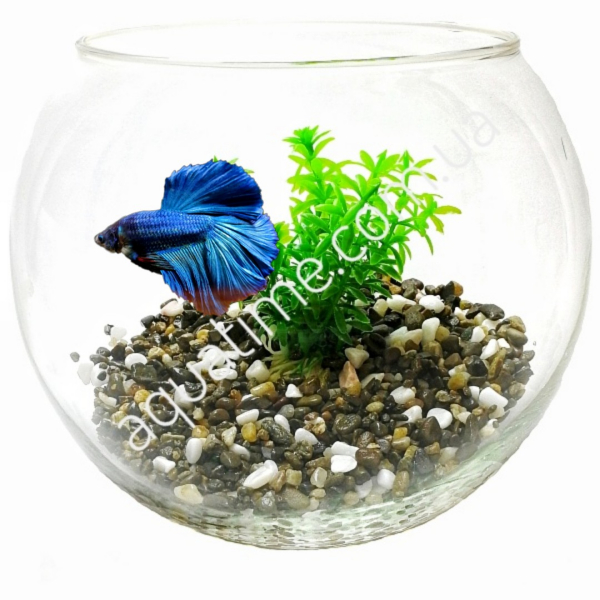 Круглый аквариум с синей рыбкой Петушок HalfMoon