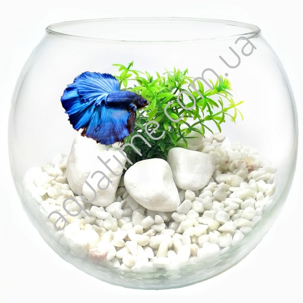Круглый аквариум с рыбкой Петушок дизайн White and White